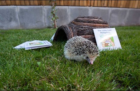 Hedgehog Lovell
